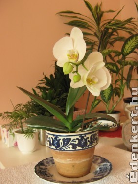Szépséges orchideám