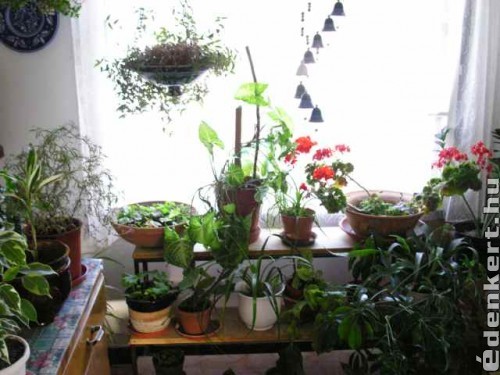 Növényeim előszobában