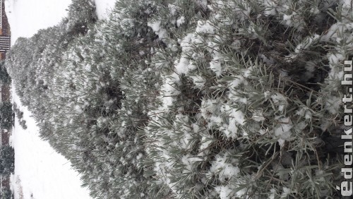 Levendulabokraim februári hóesésben