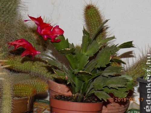 Karácsonyi kaktusz másodvirágzás