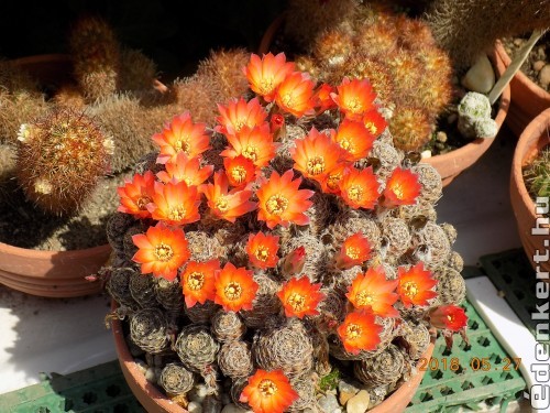 Kaktuszvirága