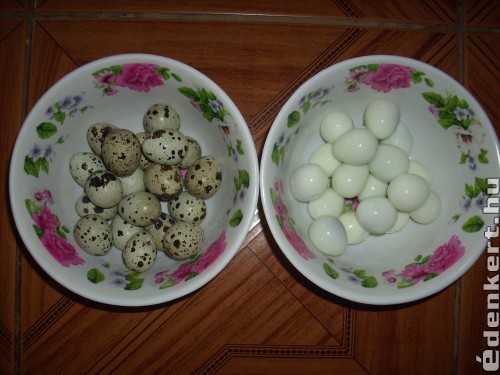 Friss fürj tojások