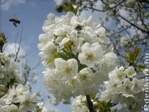 Virágzó cseresznyefa