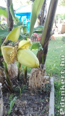 banánfa virágzása
