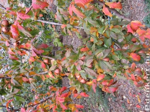 Naspolyafa az őszi színeiben