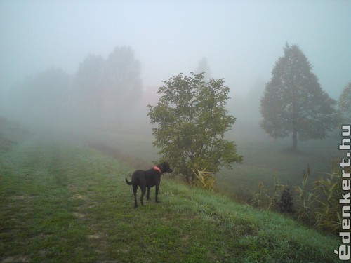 reggeli köd