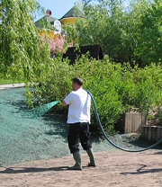 Krizantém: ha ezekre figyelsz, tele lesz virággal