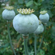 Krizantém: ha ezekre figyelsz, tele lesz virággal