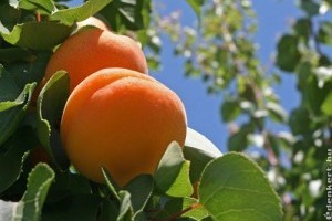 Nyári munka: vízhajtások visszametszése