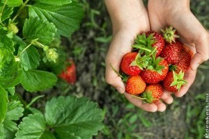 Végre megnyitottak a szedd magad szamócaföldek!
