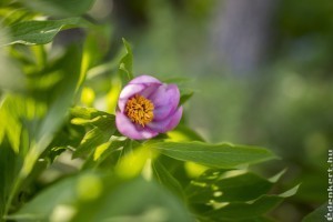 Az erdei ciklámen és a bánáti bazsarózsa - védett növényeink