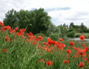 Krizantém: ha ezekre figyelsz, tele lesz virággal