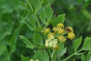 Lestyán, a magginövény