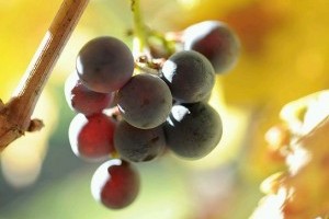 13 szabály szüretelőknek!