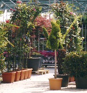 Krizantém: ha ezekre figyelsz, tele lesz virággal