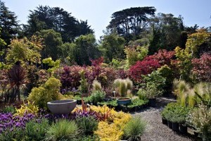 A nyugati díszfák nem elég kemények a magyar télhez?