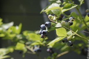 Hogyan ültessük,gondozzuk az áfonyát, hogy rengeteget teremjen?