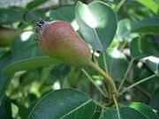 Krizantém: ha ezekre figyelsz, tele lesz virággal