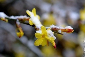 Enyhe télen meleg helyzet: mitől pusztulnak ki hirtelen a növényeink?