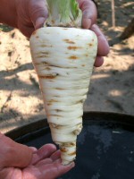 Krizantém: ha ezekre figyelsz, tele lesz virággal