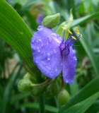 Krizantém: ha ezekre figyelsz, tele lesz virággal