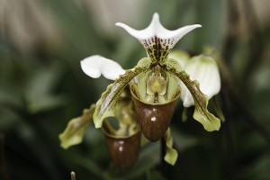 Beszélgess az orchideáiddal!