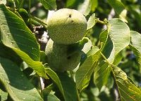 Krizantém: ha ezekre figyelsz, tele lesz virággal