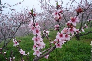 Most ha nem figyelsz, az egész gyümölcstermést elviheti a monília!