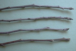 Krizantém: ha ezekre figyelsz, tele lesz virággal