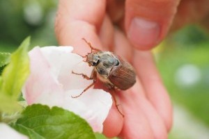 Májusi cserebogarak