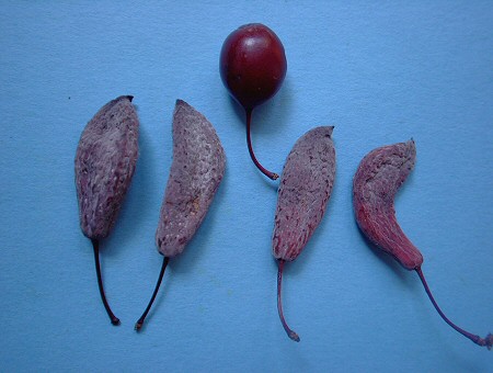 Krizantém: ha ezekre figyelsz, tele lesz virággal