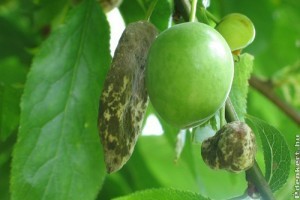 A szilva tavaszi betegsége: a bábaszilva