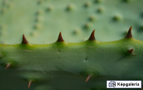 Krizantém: ha ezekre figyelsz, tele lesz virággal