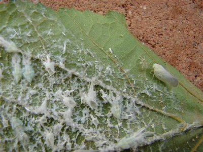 Krizantém: ha ezekre figyelsz, tele lesz virággal