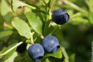 Az áfonya meszes talajon elpusztul