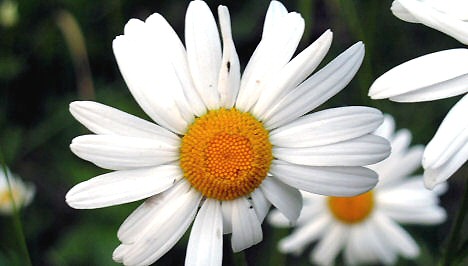 Krizantém: ha ezekre figyelsz, tele lesz virággal