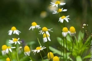 Vízhajtó, élénkítő és emésztést segítő gyógynövények