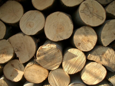 Krizantém: ha ezekre figyelsz, tele lesz virággal