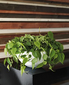 Krizantém: ha ezekre figyelsz, tele lesz virággal