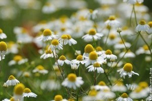 Szépség a kertből - természetes kozmetikumok