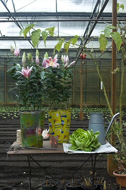 Krizantém: ha ezekre figyelsz, tele lesz virággal