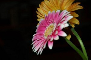 Hogyan készítsünk szép gerbera csokrot?