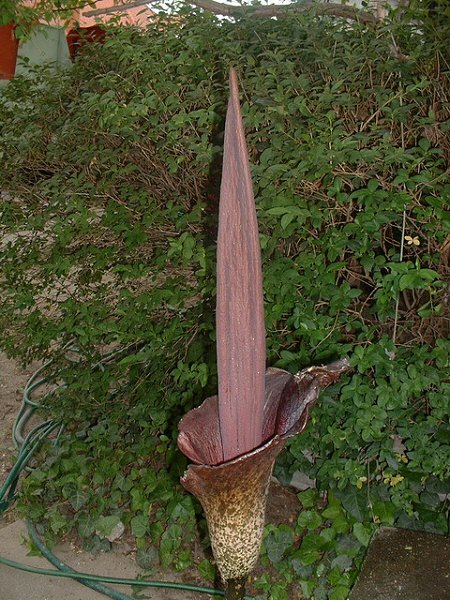 Van egy szép, de büdös csodagumóm: elajándékozom