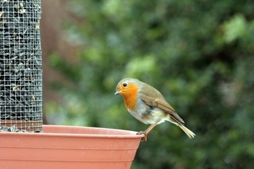 Madárbarát Kert program már a munkahelyeken, panelokban is