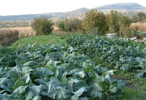 Krizantém: ha ezekre figyelsz, tele lesz virággal