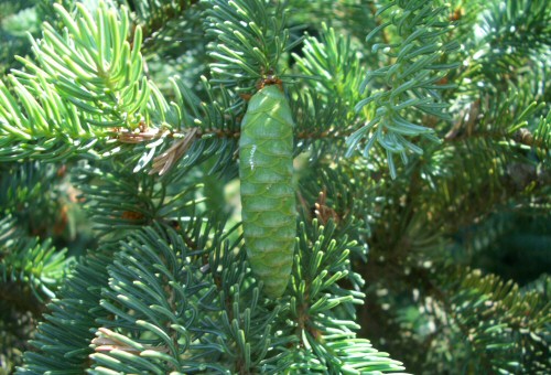 Krizantém: ha ezekre figyelsz, tele lesz virággal