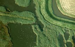 Krizantém: ha ezekre figyelsz, tele lesz virággal