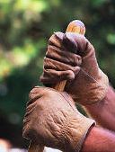 Krizantém: ha ezekre figyelsz, tele lesz virággal