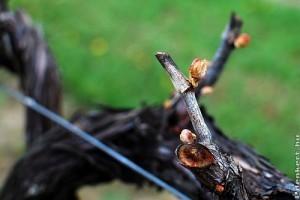 A szőlő metszése: ernyőművelés bemutatása videón