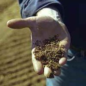 Krizantém: ha ezekre figyelsz, tele lesz virággal